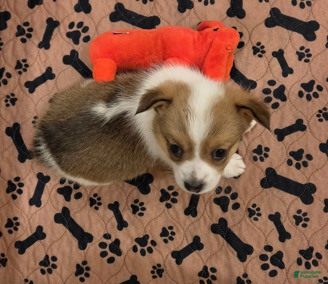 Mixed Breed dogs for sale: Male 1 - Ad 11