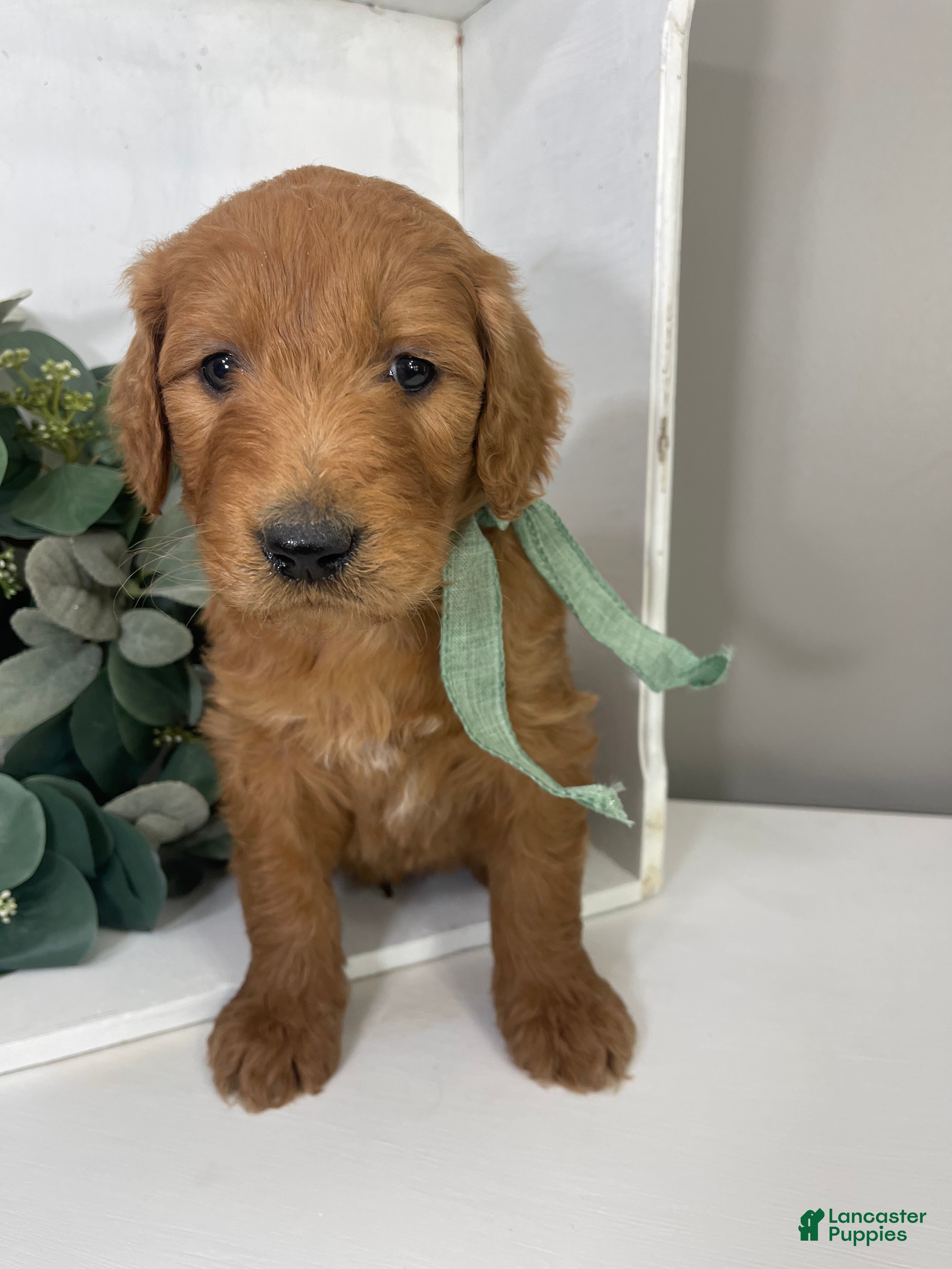 Goldendoodle dogs Rye - Ad 2