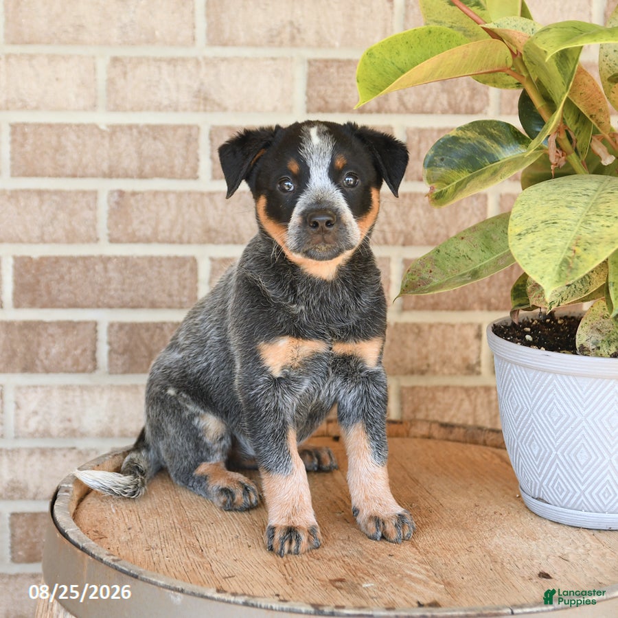 Australian Cattle Dog dogs Missy - Ad 1