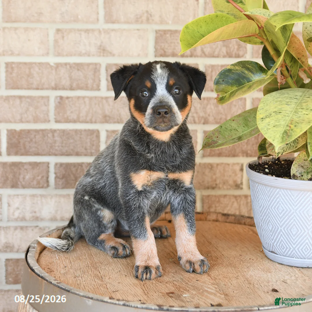Australian Cattle Dog dogs for sale: Missy - Ad 1
