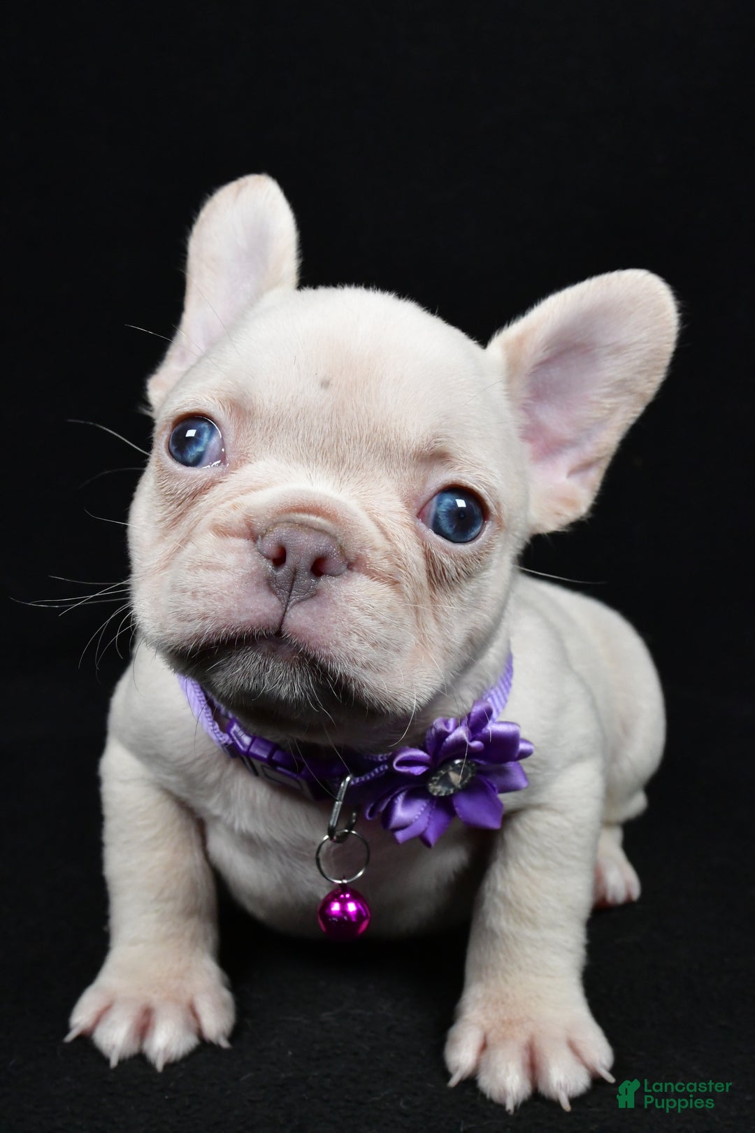 French Bulldog dogs for sale: Willow - Ad 3