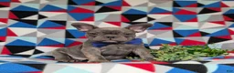 French Bulldog dogs for sale: Duffy - Ad 4