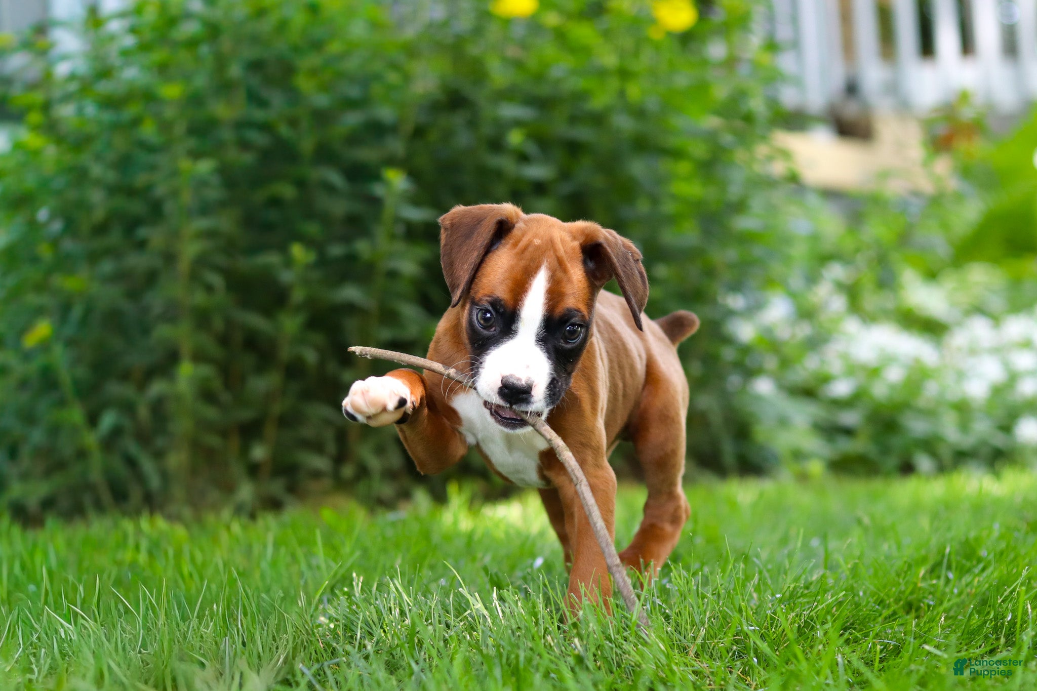 Boxer dogs Scooter - Ad 2