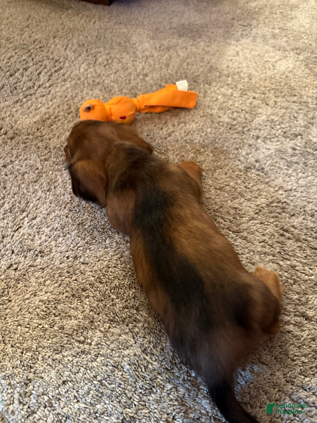 Dachshund dogs for sale: Schnitzel  - Ad 3