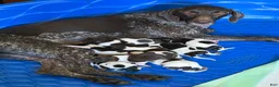 German Shorthaired Pointer dogs for sale: Scout  - Ad 2