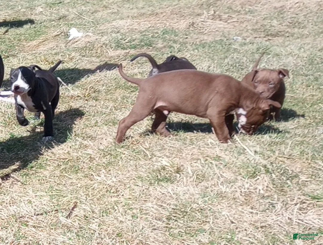 American Bully dogs for sale: Helen Maroulis - Ad 2