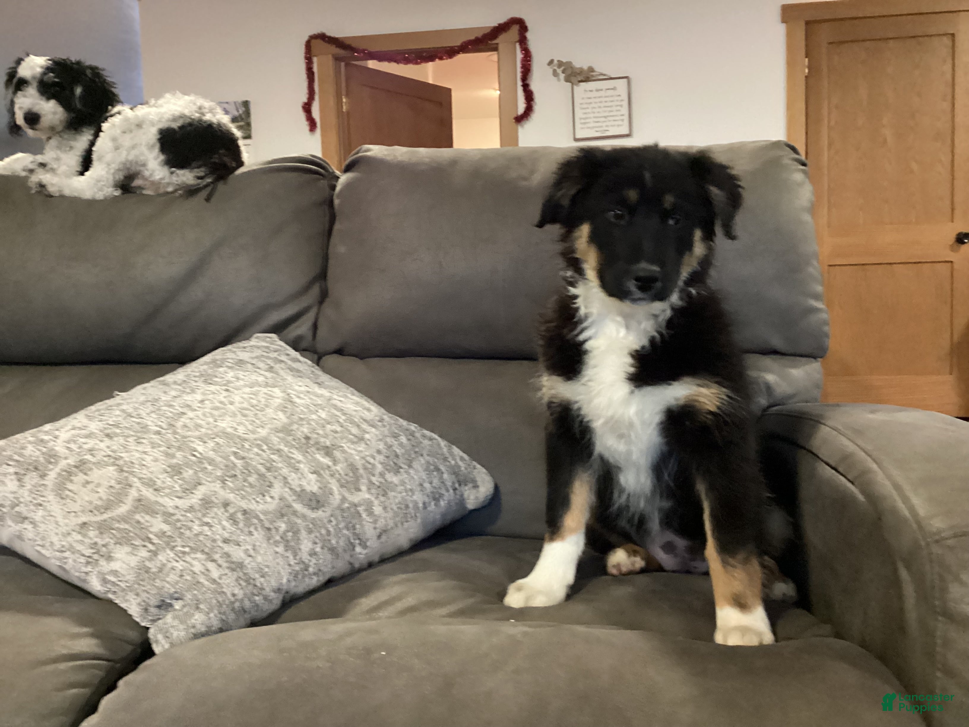 Australian Shepherd dogs Tootsie - Ad 8