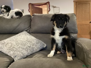 Australian Shepherd dogs Tootsie - Ad 8