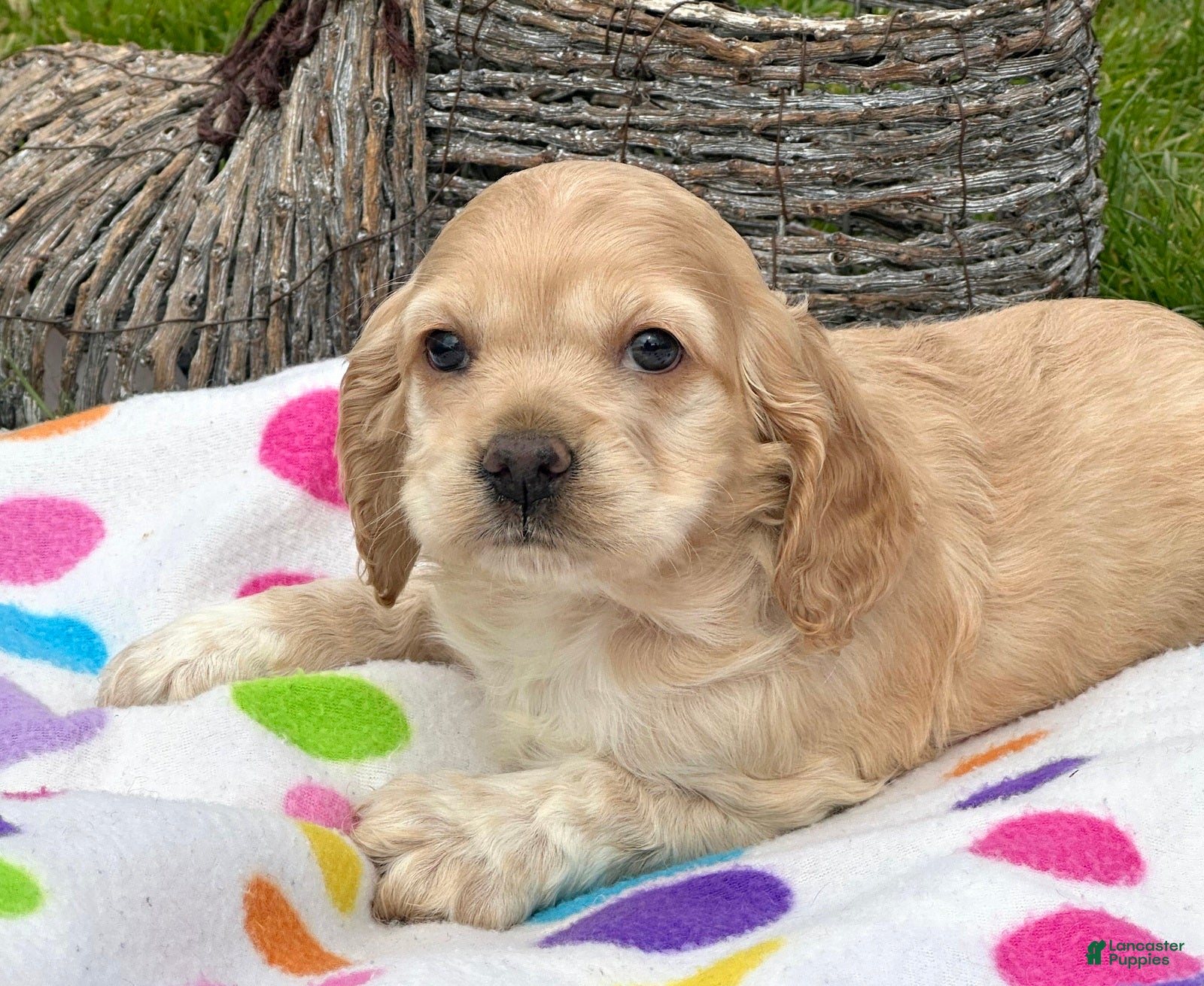 Cockapoo dogs Cockapoo Chrissy - Ad 20