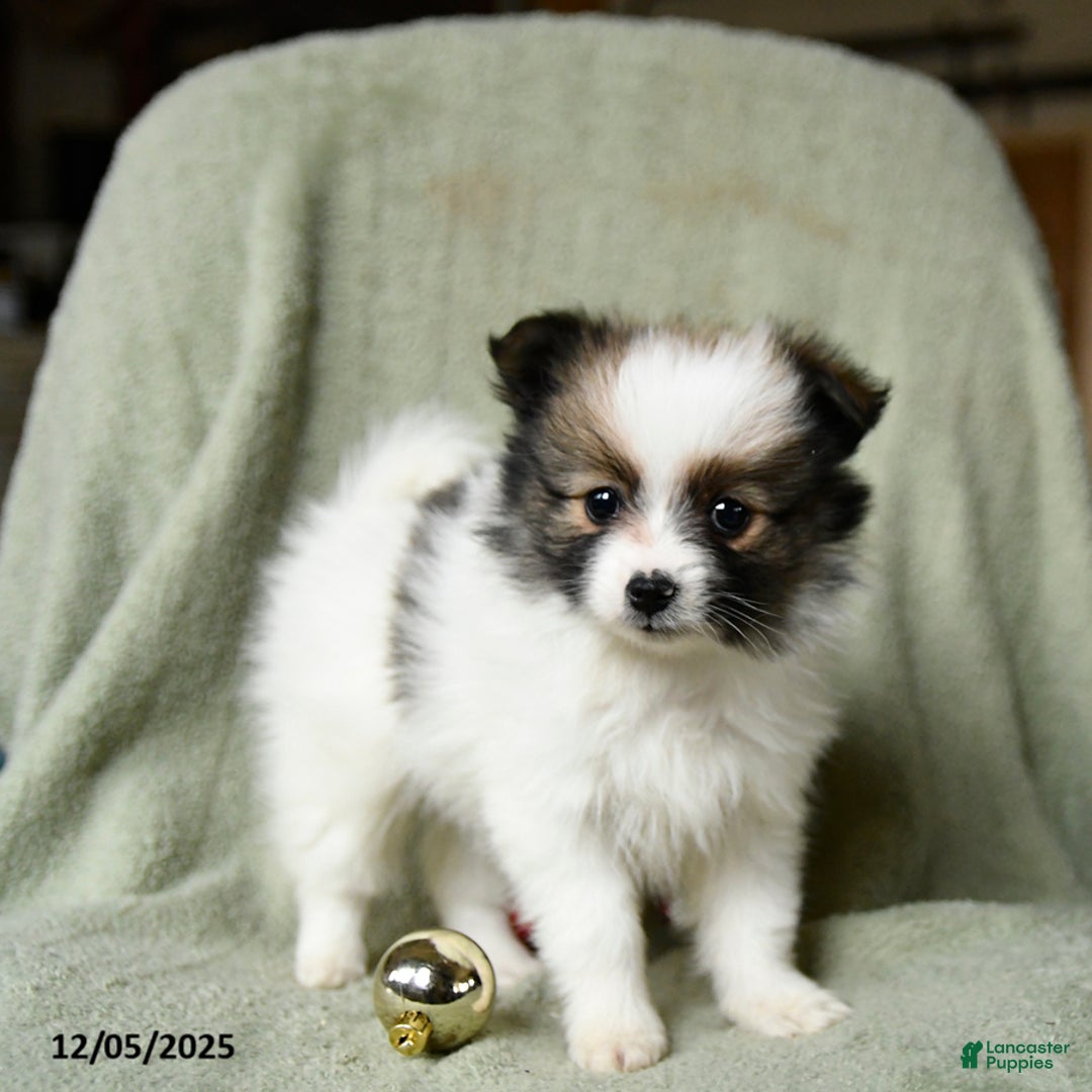 Pomeranian dogs for sale: Socks - Ad 4