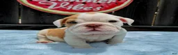 English Bulldog dogs for sale: Boby  - Ad 7
