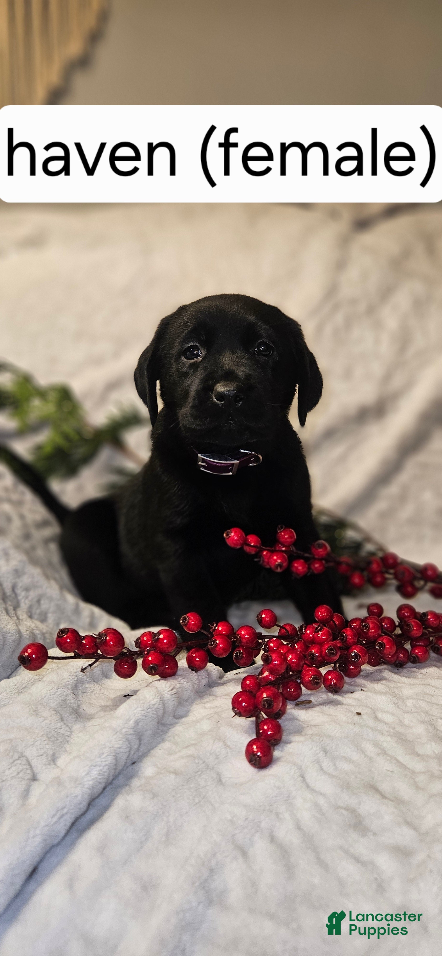 Labrador Retriever dogs Haven  - Ad 40