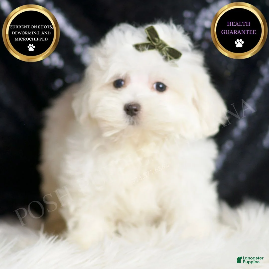 Maltipoo dogs for sale: Tweedle - Ad 1