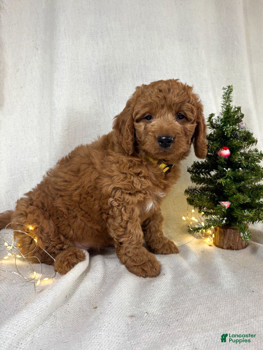 Goldendoodle dogs for sale: Bailey - Ad 6