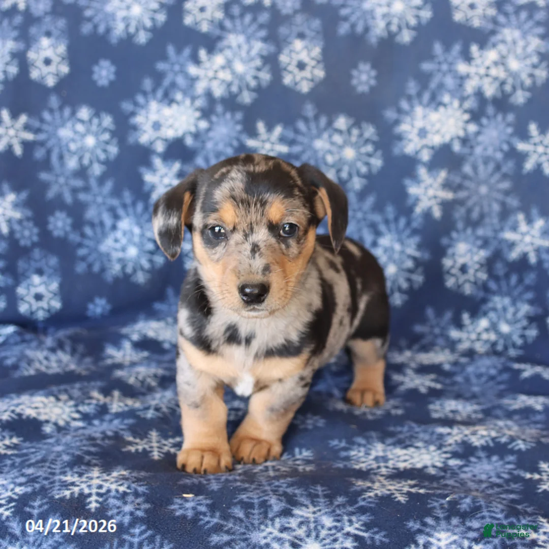 Welsh Corgi Pembroke dogs for sale: Stella - Ad 2