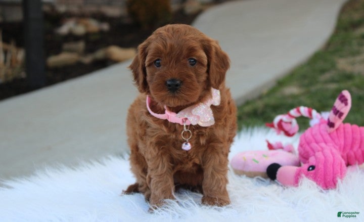 Cavapoo dogs Darcy  - Ad 2