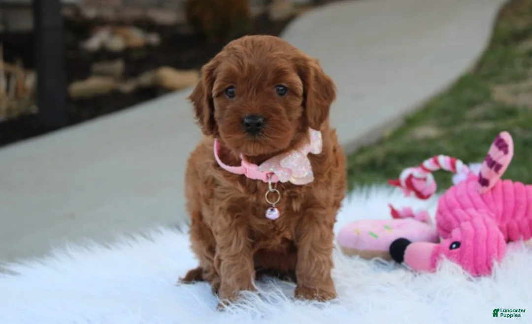 Cavapoo dogs for sale: Darcy  - Ad 2