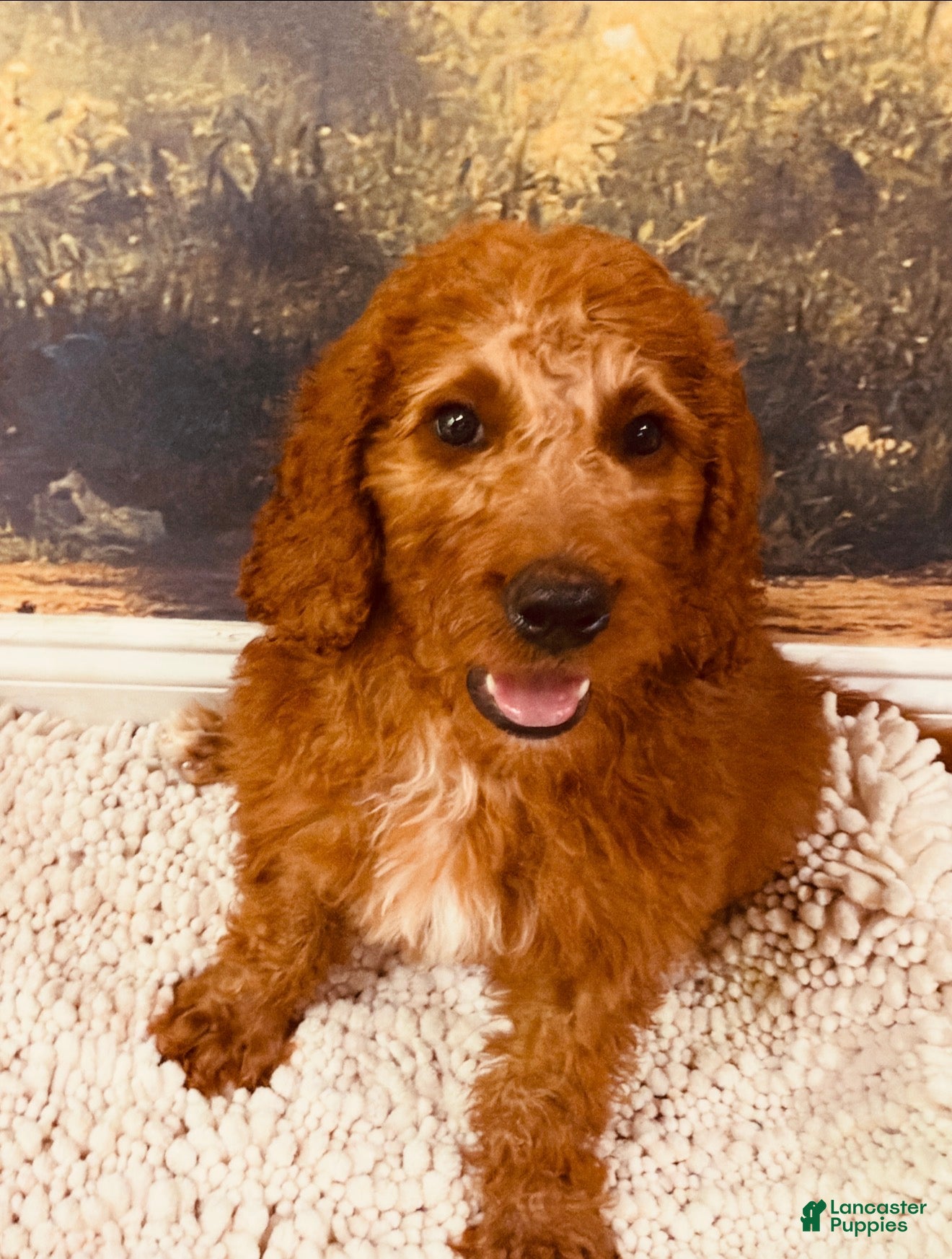 Goldendoodle dogs 🧡 Mr. Orange - Ad 1