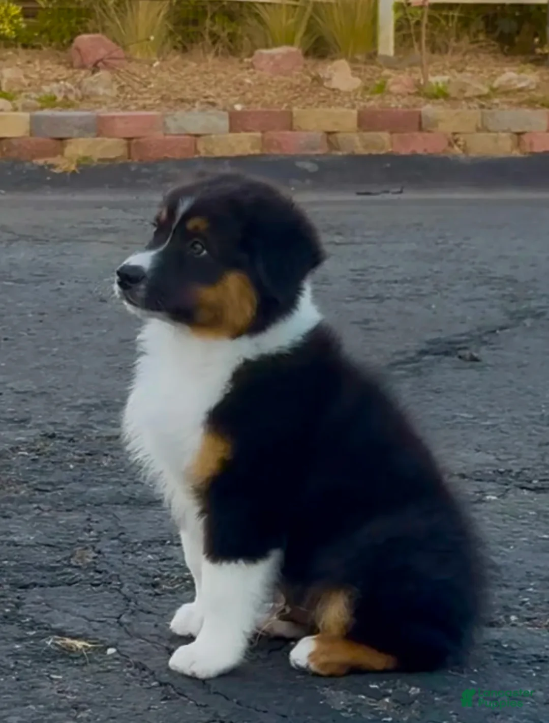 Australian Shepherd dogs for sale: Atlas - Ad 4