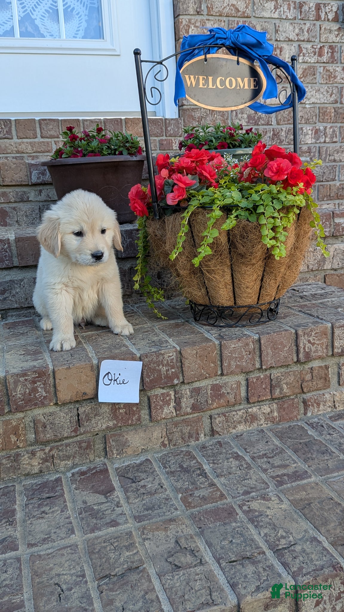 Golden Retriever dogs Okie, AKC - Ad 39