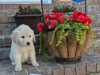 Golden Retriever dogs Okie, AKC - Ad 39