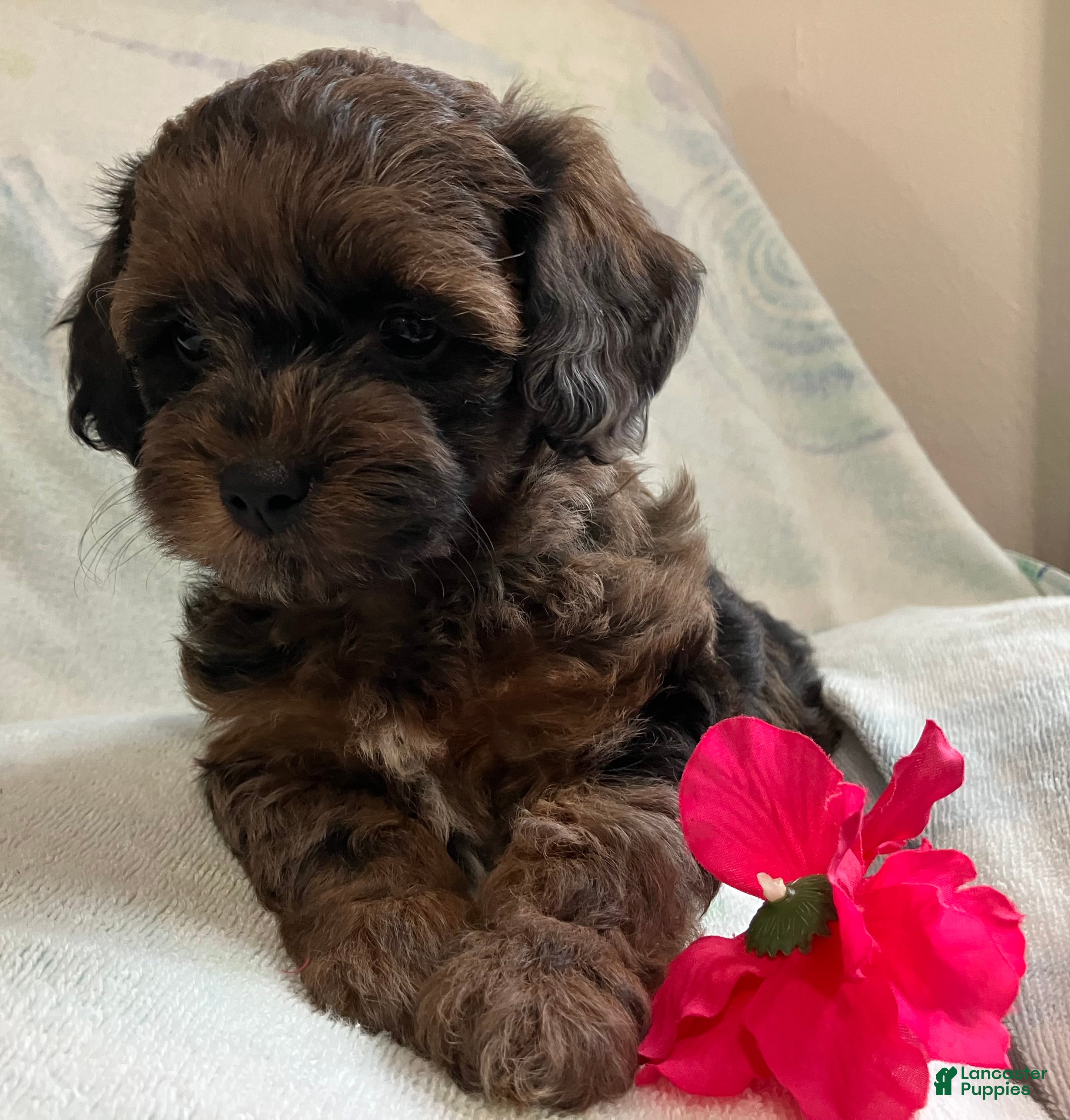 Shihpoo dogs Missy - Ad 2