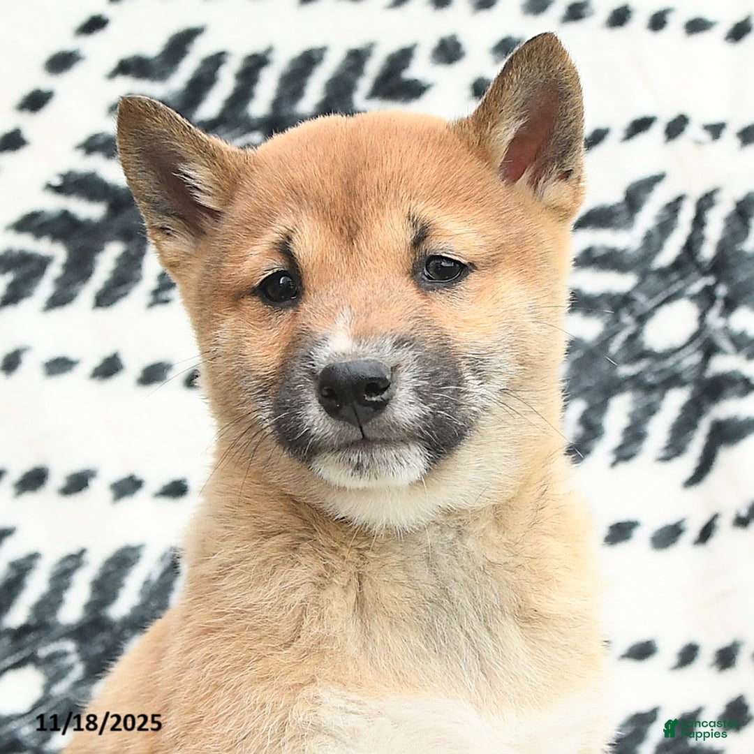 Shiba Inu dogs for sale: Navar - Ad 5