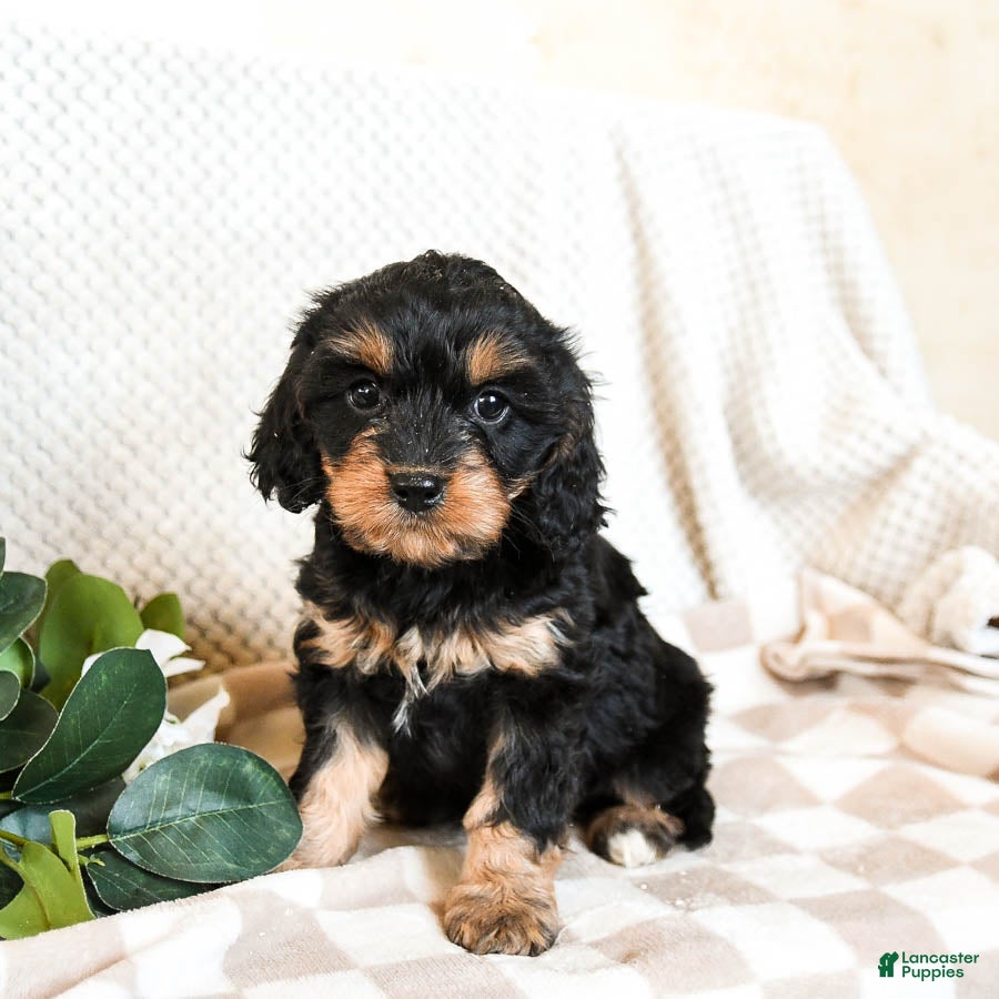 Cavapoo dogs Patches - Ad 2