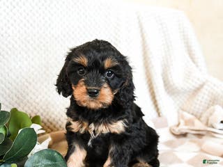 Cavapoo dogs Patches - Ad 10