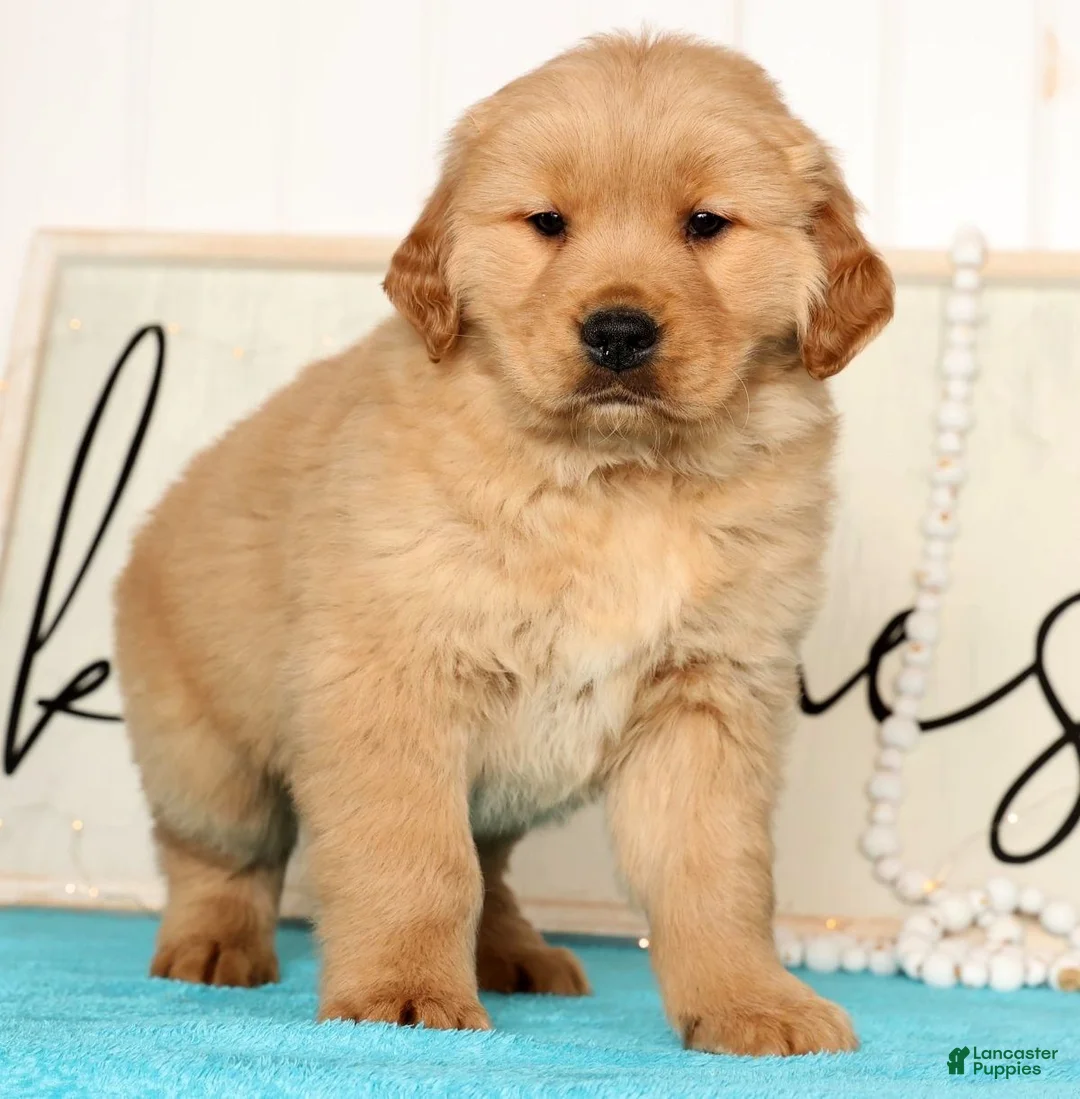 Golden Retriever dogs for sale: Rammy - Ad 3
