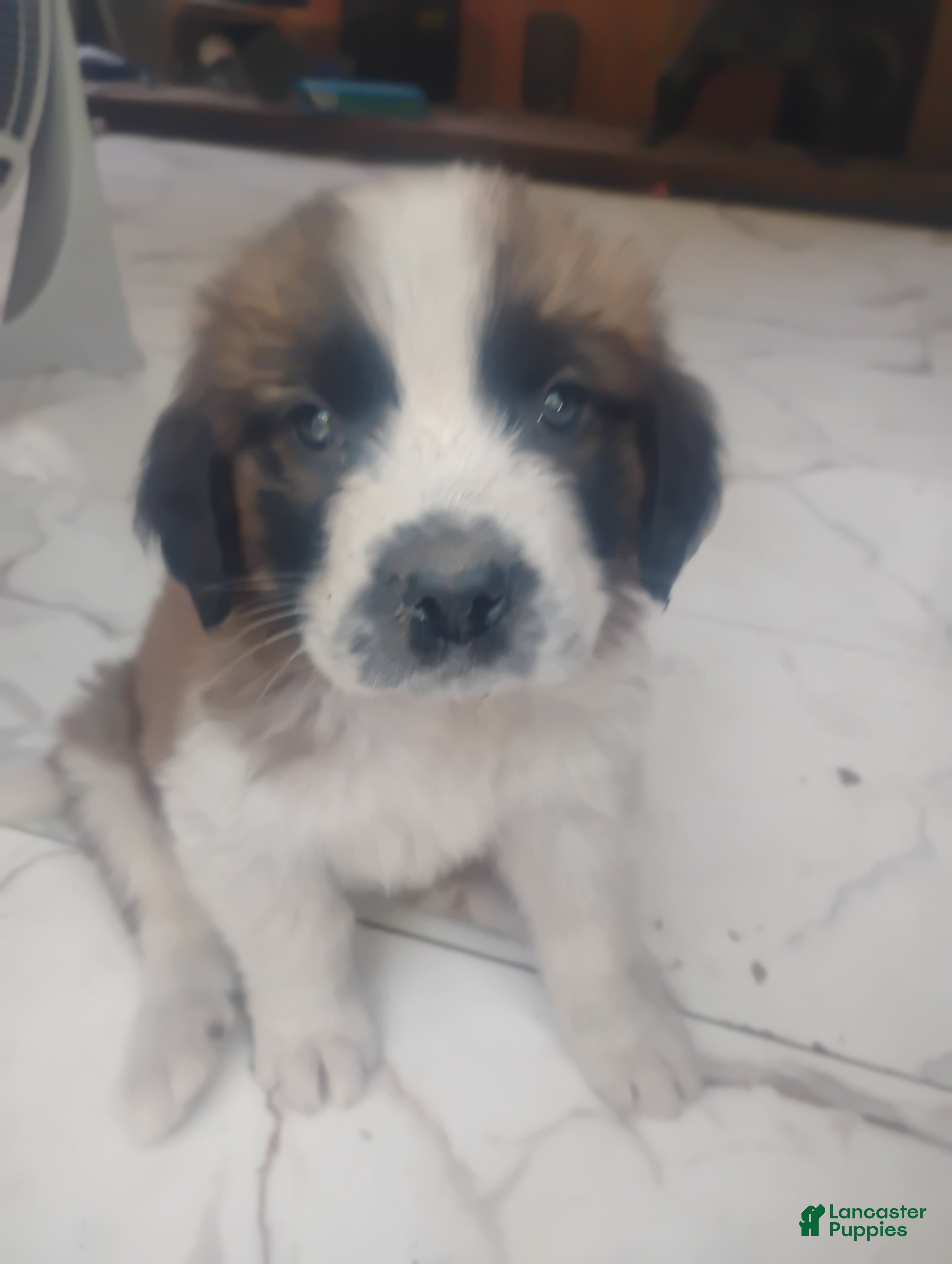 Saint Bernard dogs Saint Bernard Puppy 9 - Ad 7