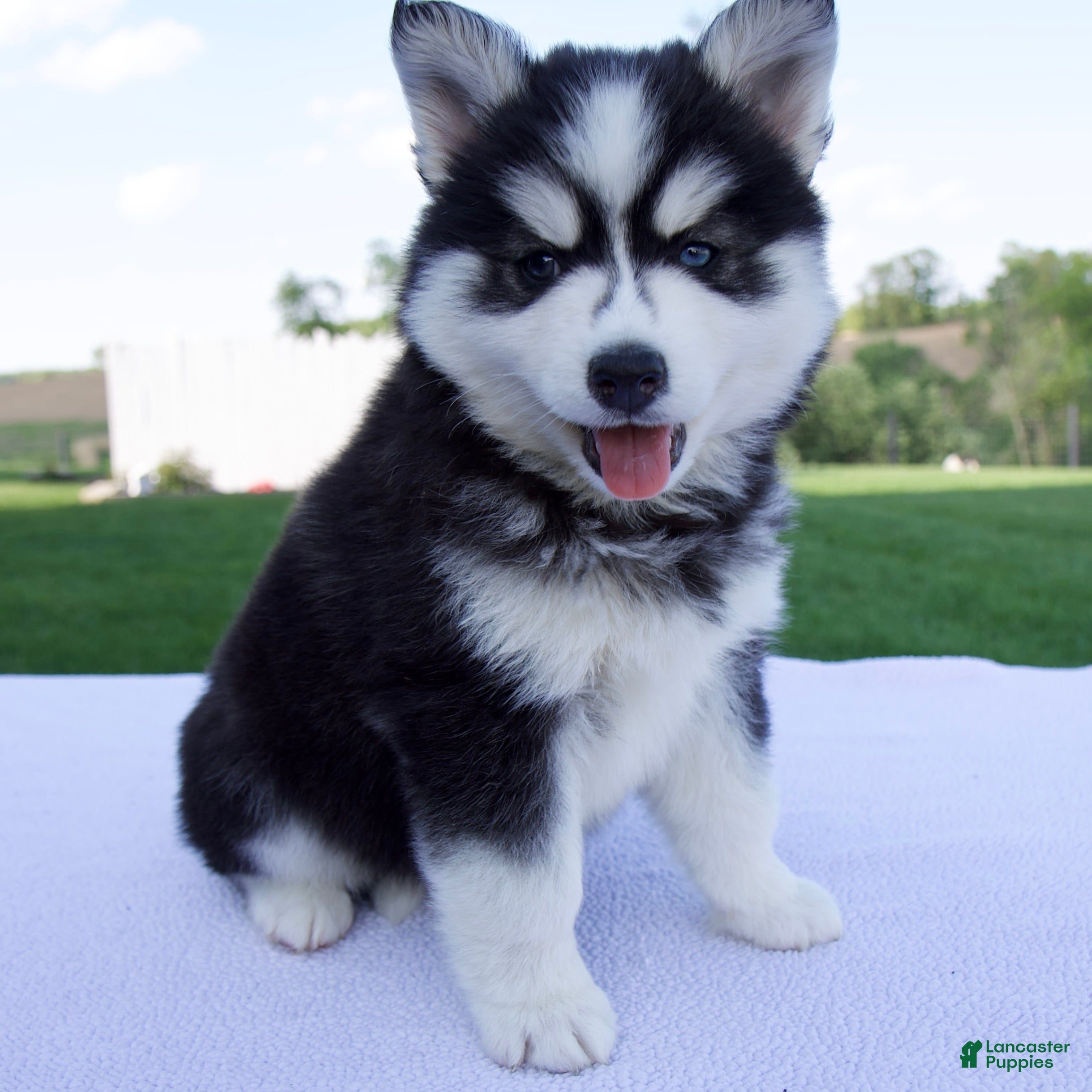 Pomsky dogs Spike - Ad 2