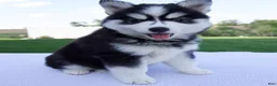 Pomsky dogs for sale: Spike - Ad 2