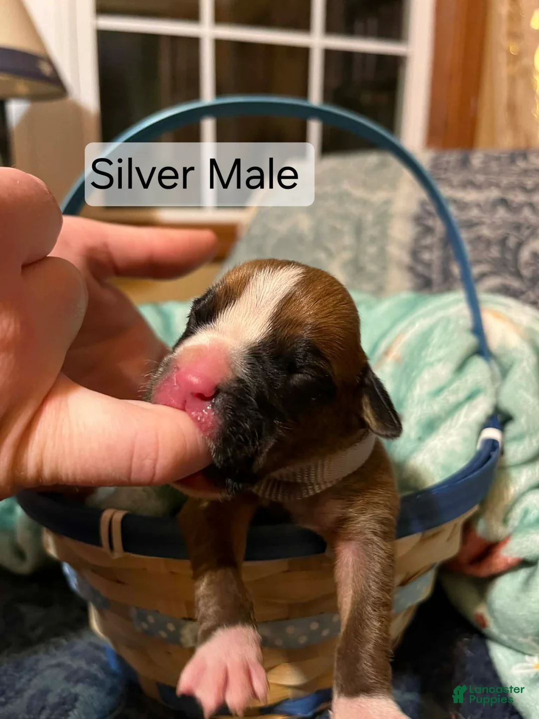 Boxer dogs for sale: Silver Male  - Ad 2