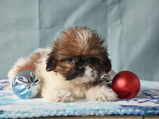 Shih Tzu dogs Gracie - Ad 32