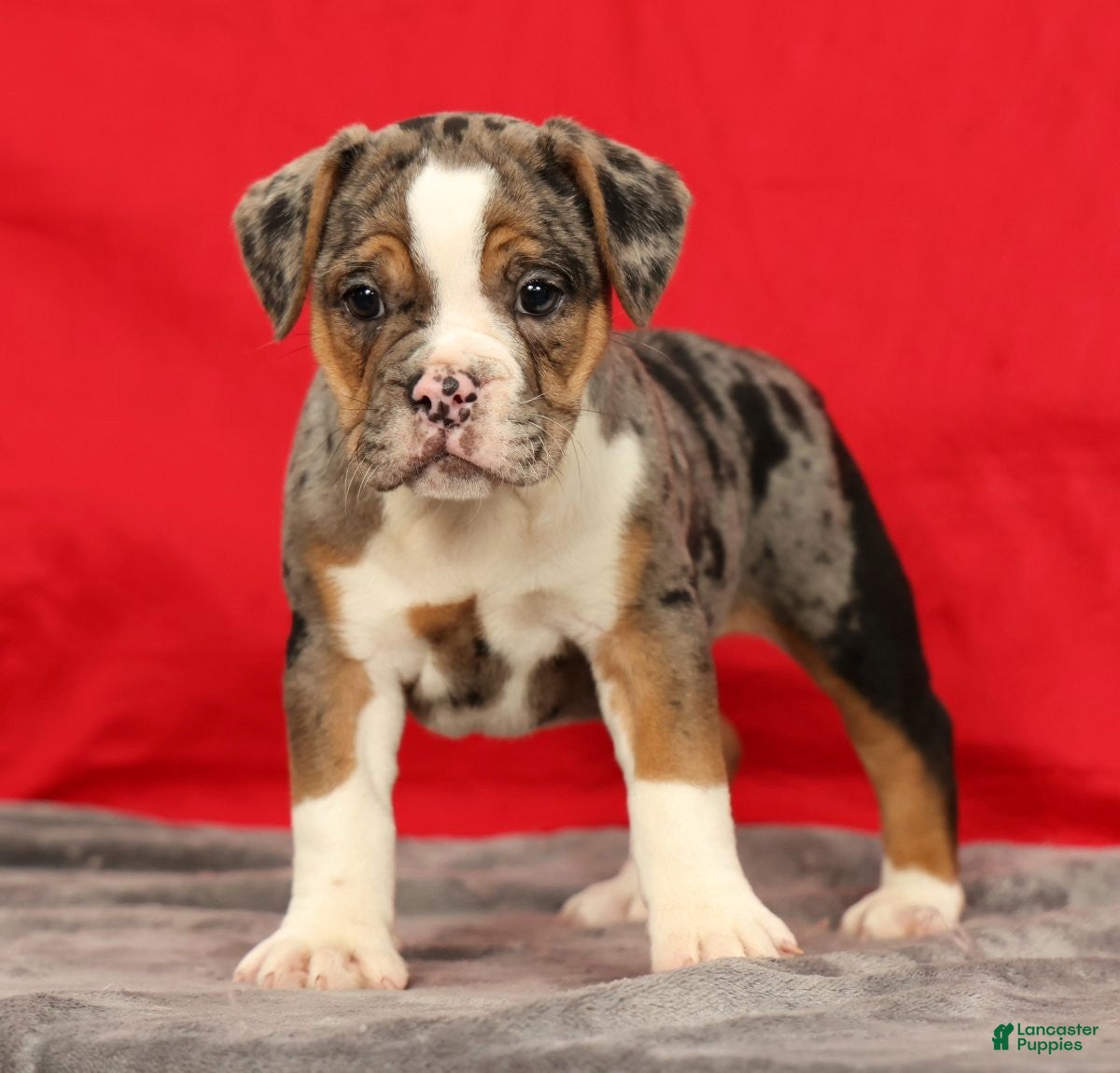 Beabull dogs Cola - Ad 1