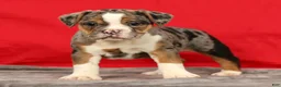 Beabull dogs for sale: Cola - Ad 1