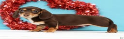 Miniature Dachshund dogs for sale: Kendra - Ad 3
