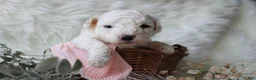 Bichpoo dogs for sale: Maple - Ad 3