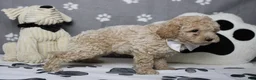 Havapoo dogs for sale: Willie  - Ad 9