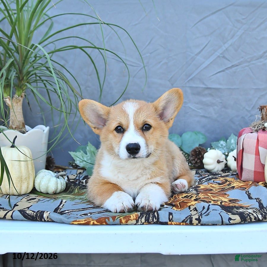 Welsh Corgi Pembroke dogs Arthur - Ad 1