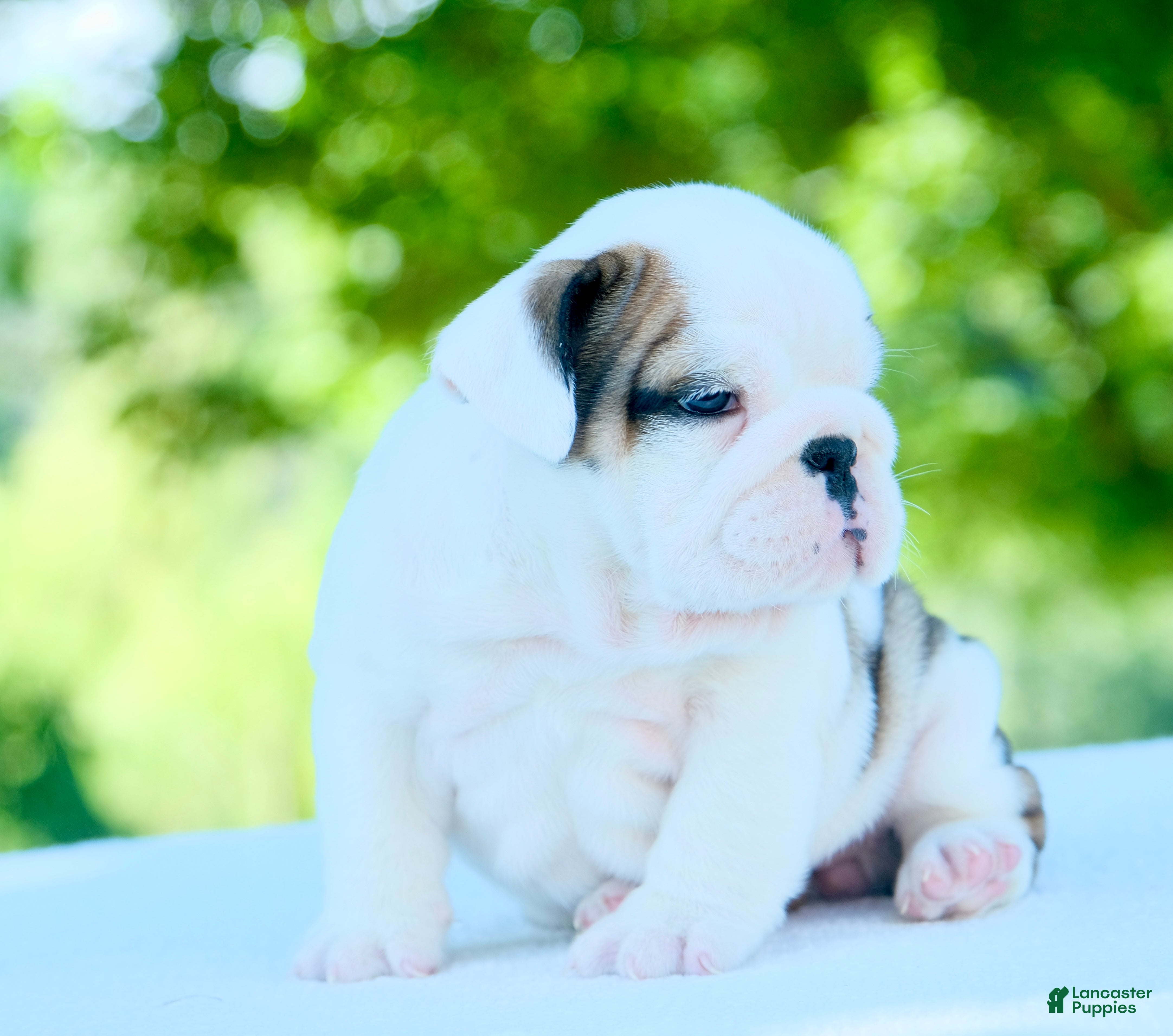 English Bulldog dogs Lily - Ad 2