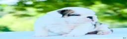 English Bulldog dogs for sale: Lily - Ad 2