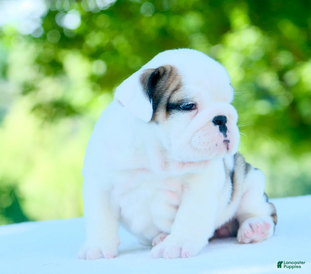 English Bulldog dogs for sale: Lily - Ad 2
