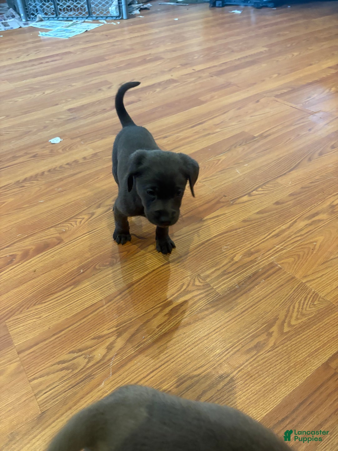Labrador Retriever dogs for sale: Scout - Ad 1