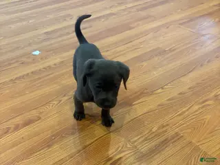 Labrador Retriever dogs Scout - Ad 10