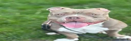 American Bully dogs for sale: American Bully 1 - Ad 16