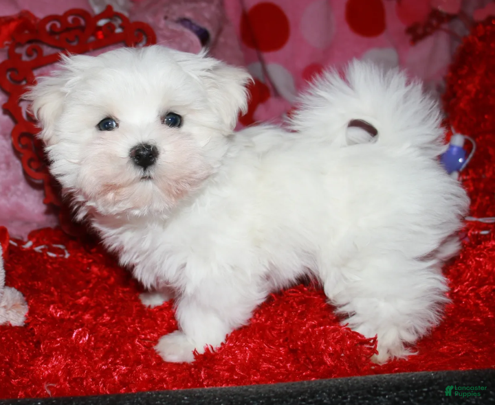 Maltese dogs Teddy - Ad 1