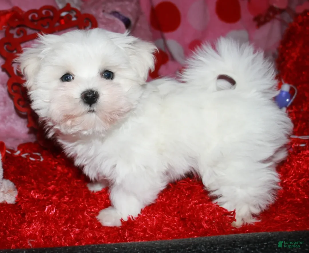 Maltese dogs for sale: Teddy - Ad 1