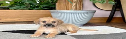 Mixed Breed dogs for sale: Larry - Ad 10
